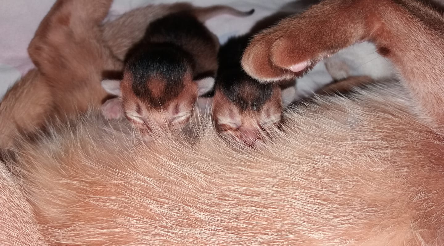 vrh C Nautis Bastet, CZ (2 dny)